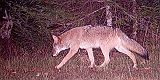 Coyote_101210_2220hrs